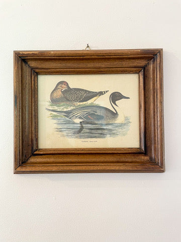 Italian Duck Framed Prints